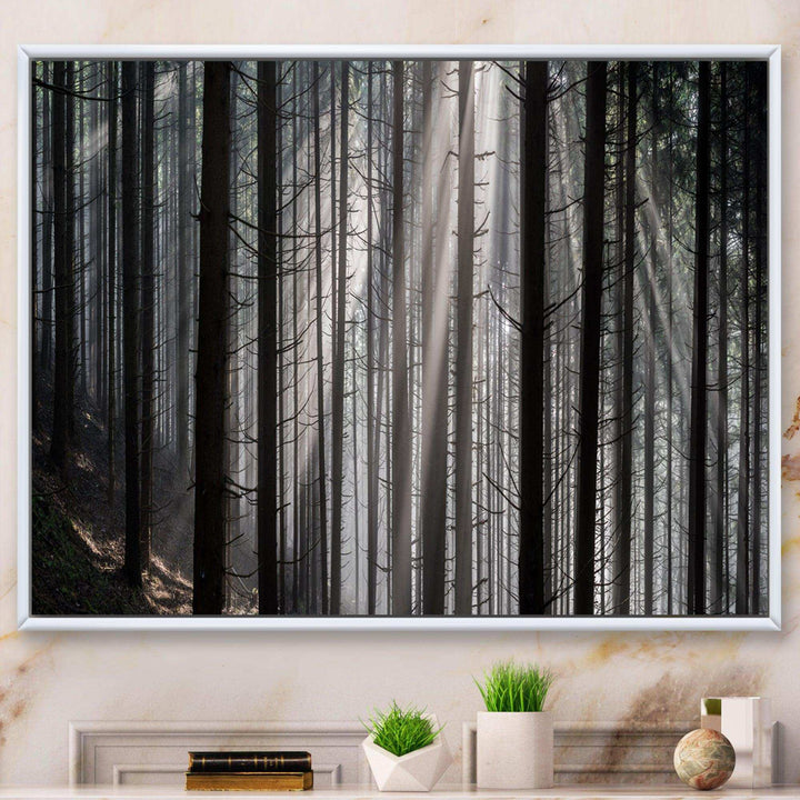Sunbeams Peeking Through Dark Forest