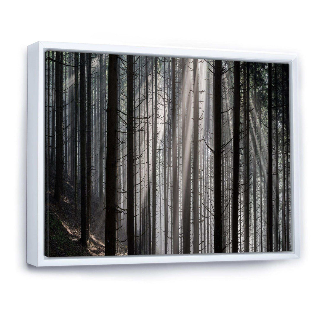 Sunbeams Peeking Through Dark Forest