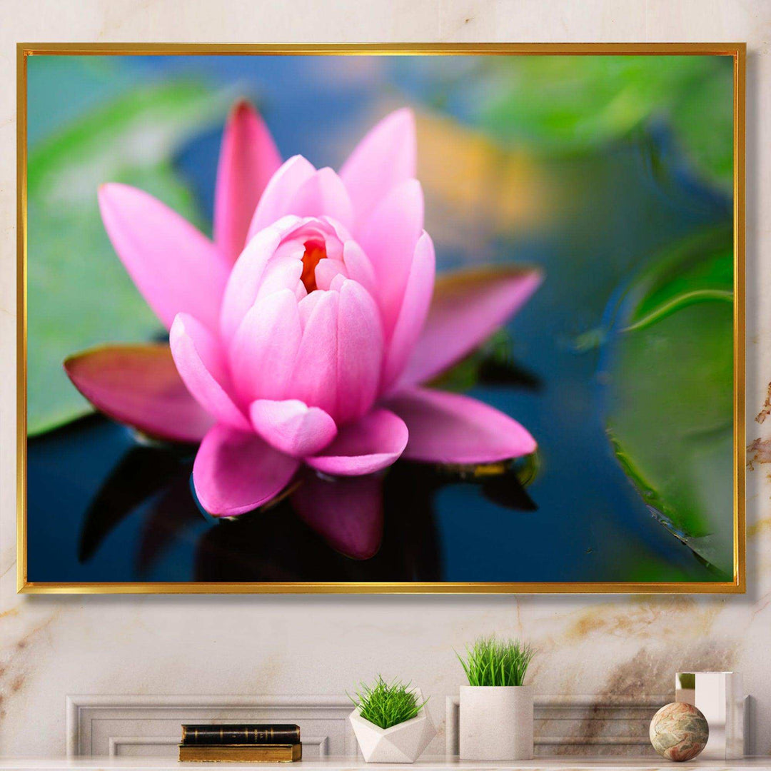 Large Lotus Flower in the Pond