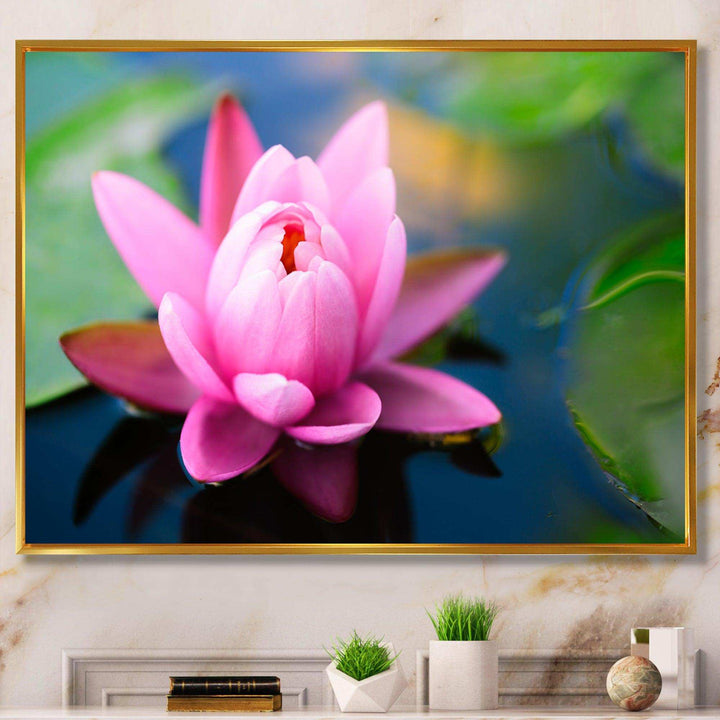 Large Lotus Flower in the Pond