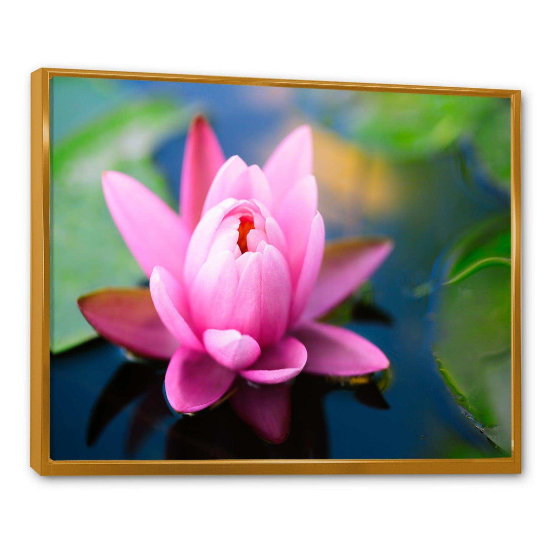 Large Lotus Flower in the Pond