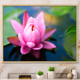 Large Lotus Flower in the Pond
