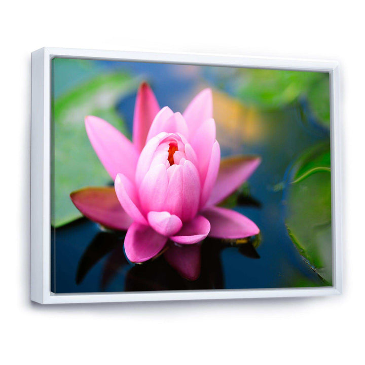 Large Lotus Flower in the Pond