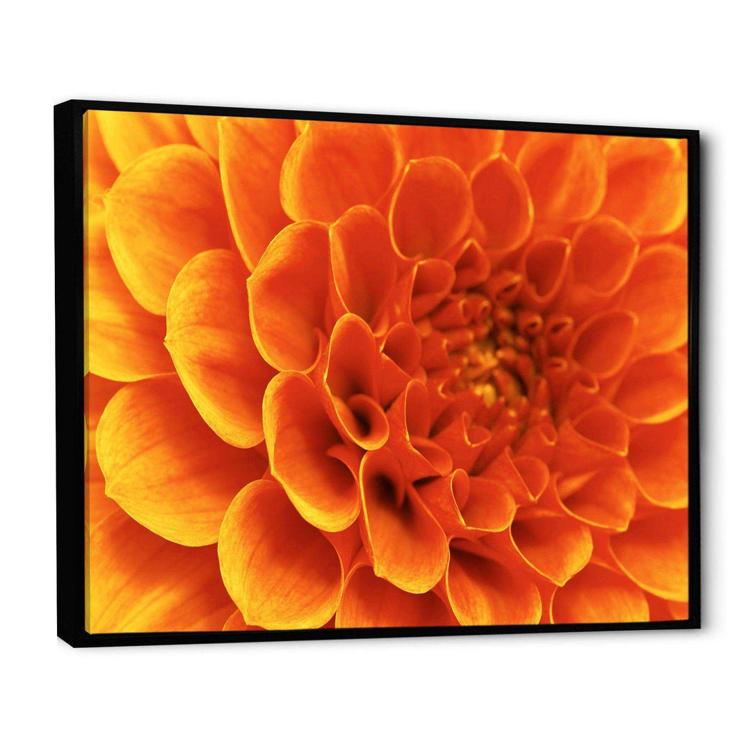 Large Orange Flower and Petals