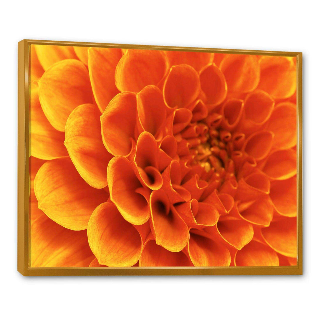 Large Orange Flower and Petals