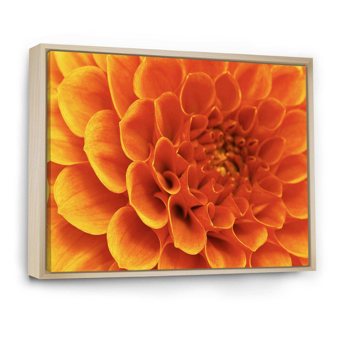 Large Orange Flower and Petals