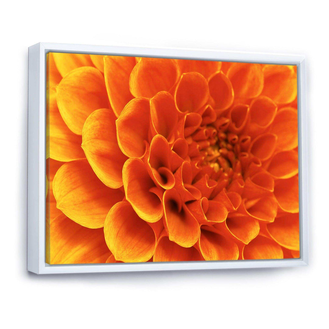 Large Orange Flower and Petals