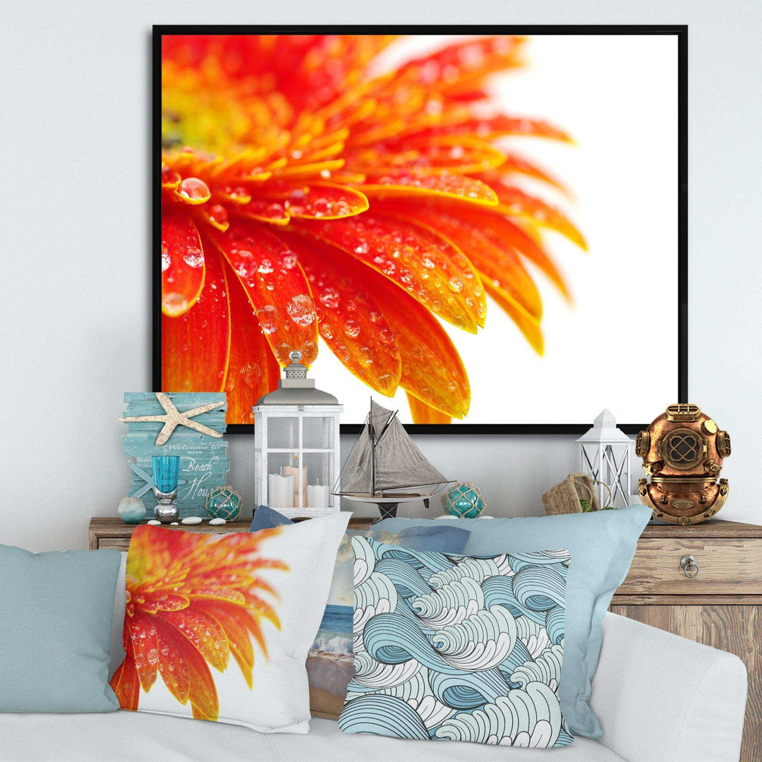 Orange Gerbera with Raindrops