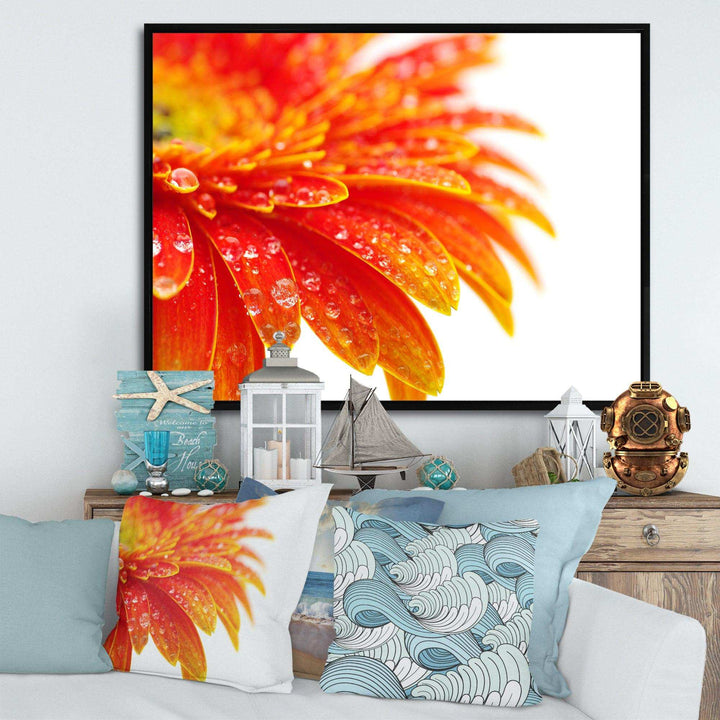 Orange Gerbera with Raindrops