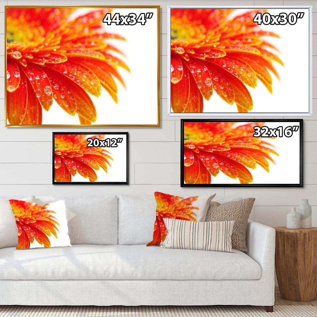 Orange Gerbera with Raindrops