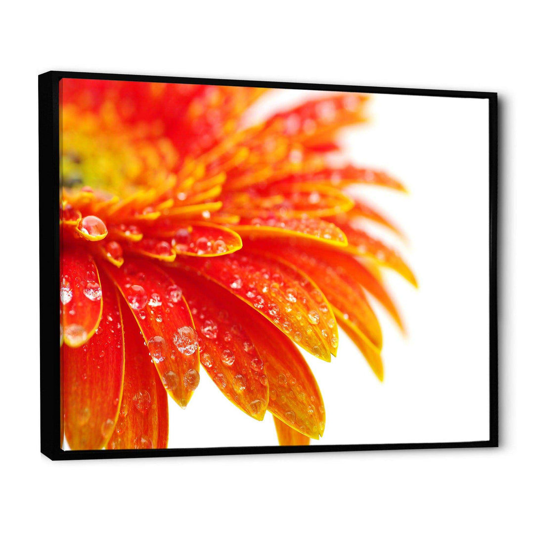 Orange Gerbera with Raindrops