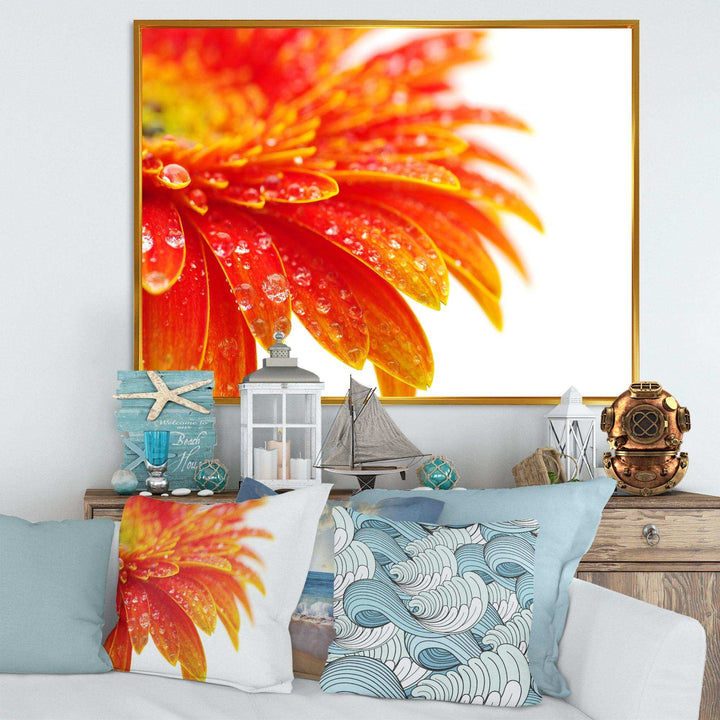 Orange Gerbera with Raindrops