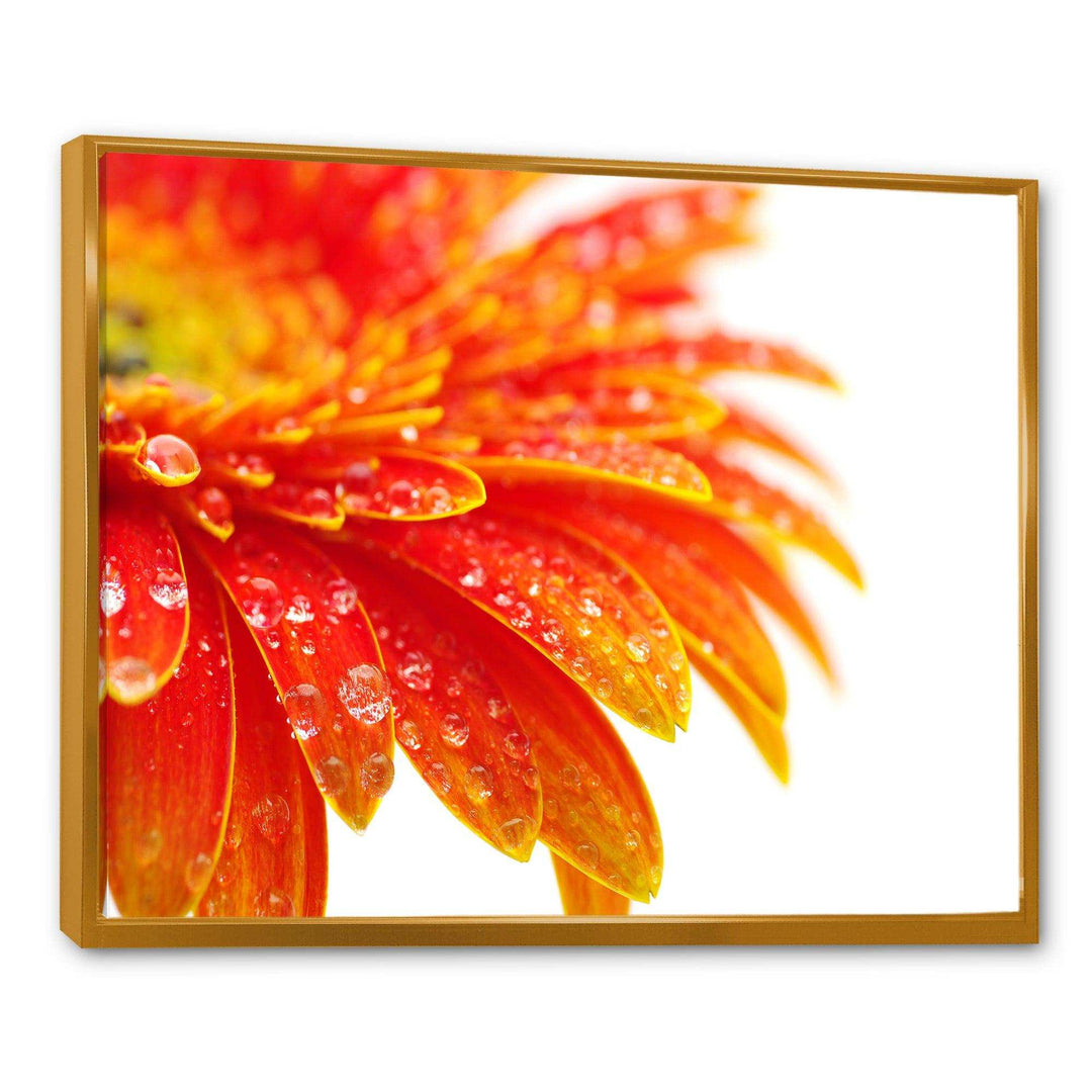 Orange Gerbera with Raindrops