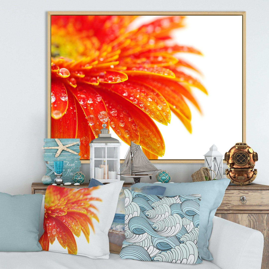 Orange Gerbera with Raindrops