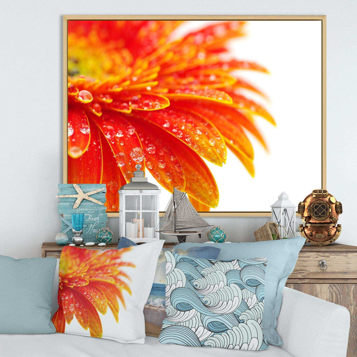 Orange Gerbera with Raindrops