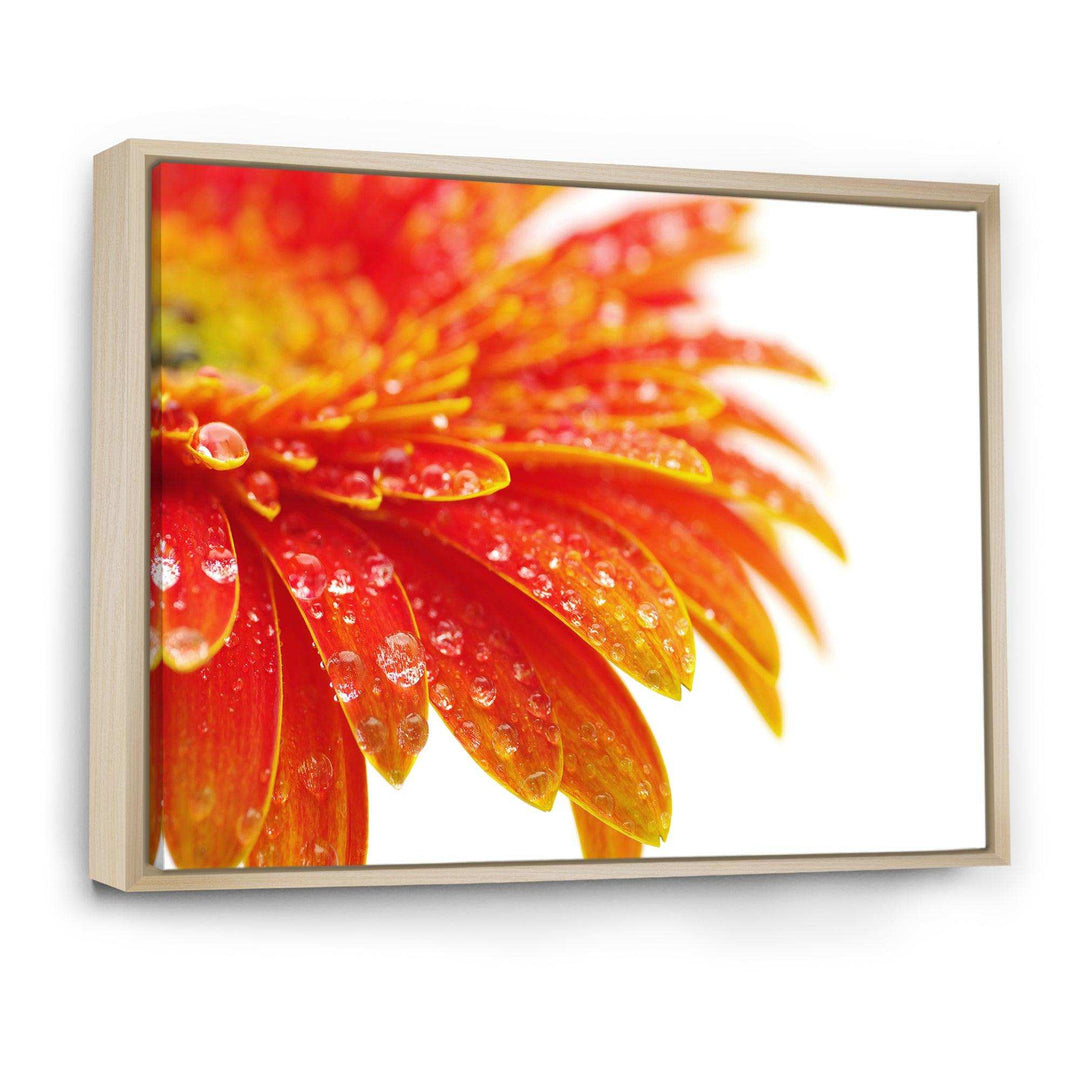 Orange Gerbera with Raindrops