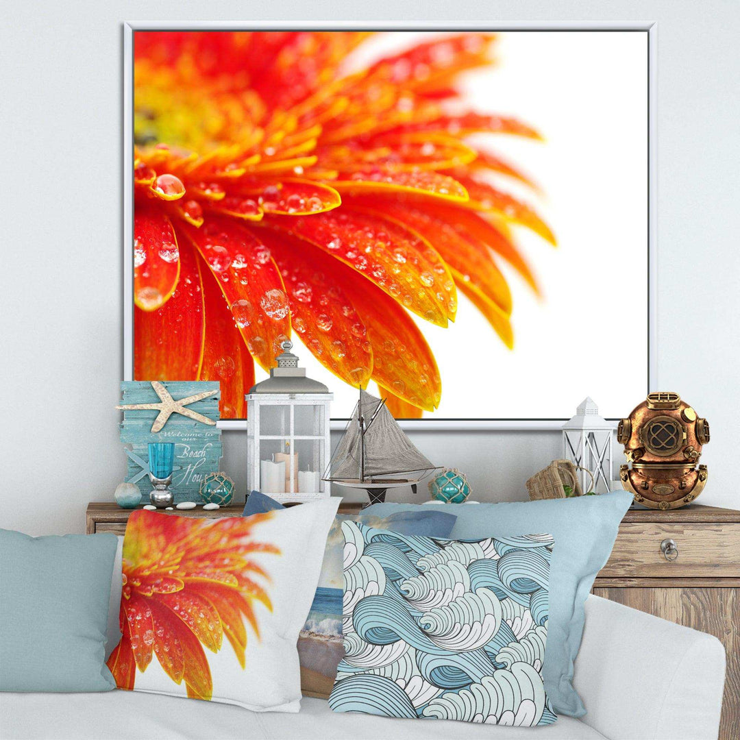 Orange Gerbera with Raindrops