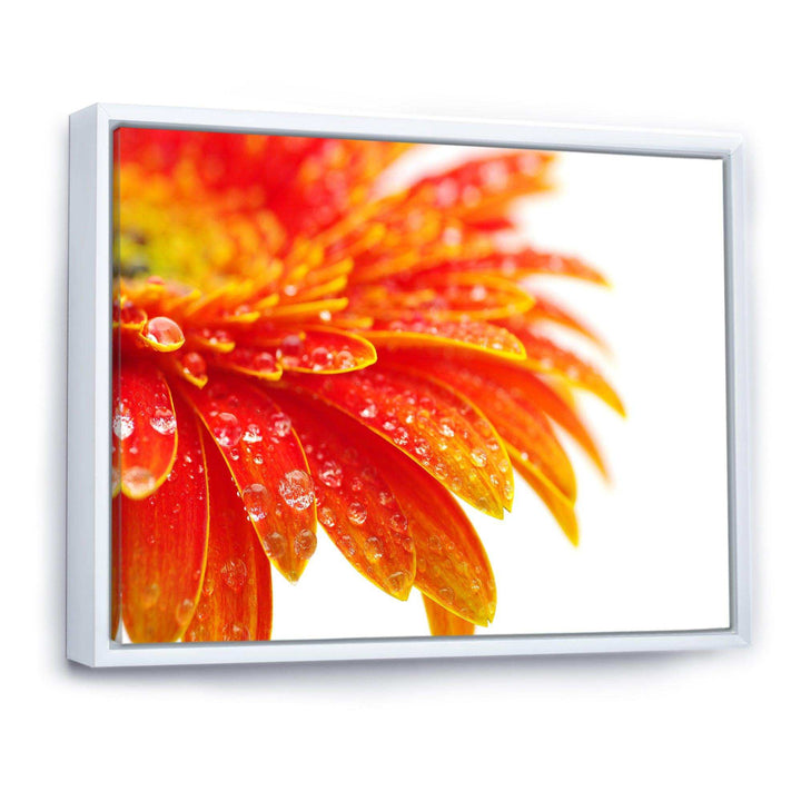 Orange Gerbera with Raindrops
