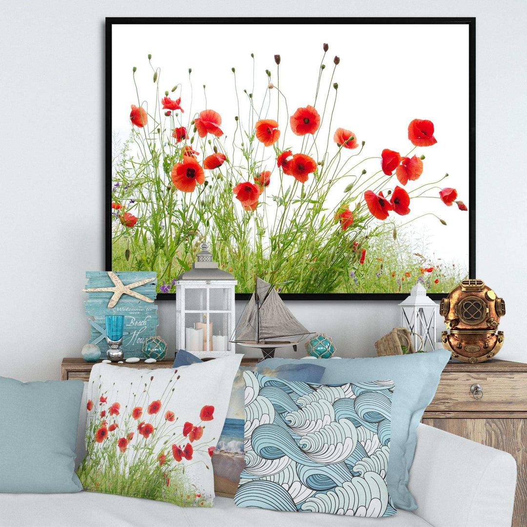 Poppies on White Background
