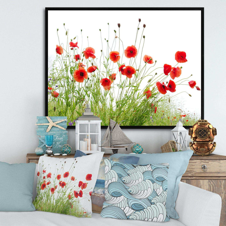 Poppies on White Background