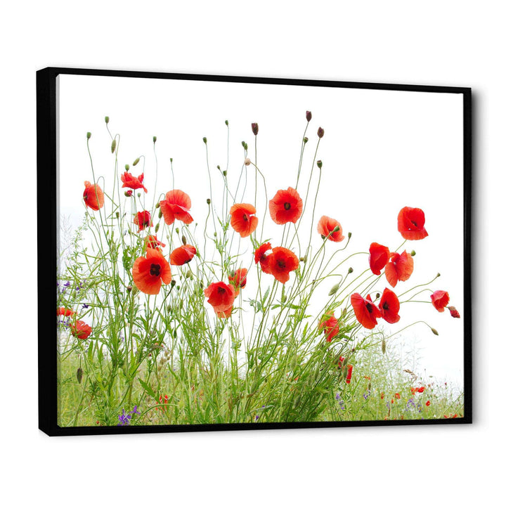 Poppies on White Background