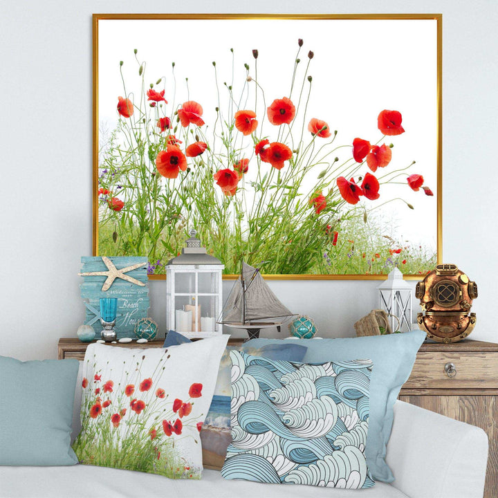 Poppies on White Background