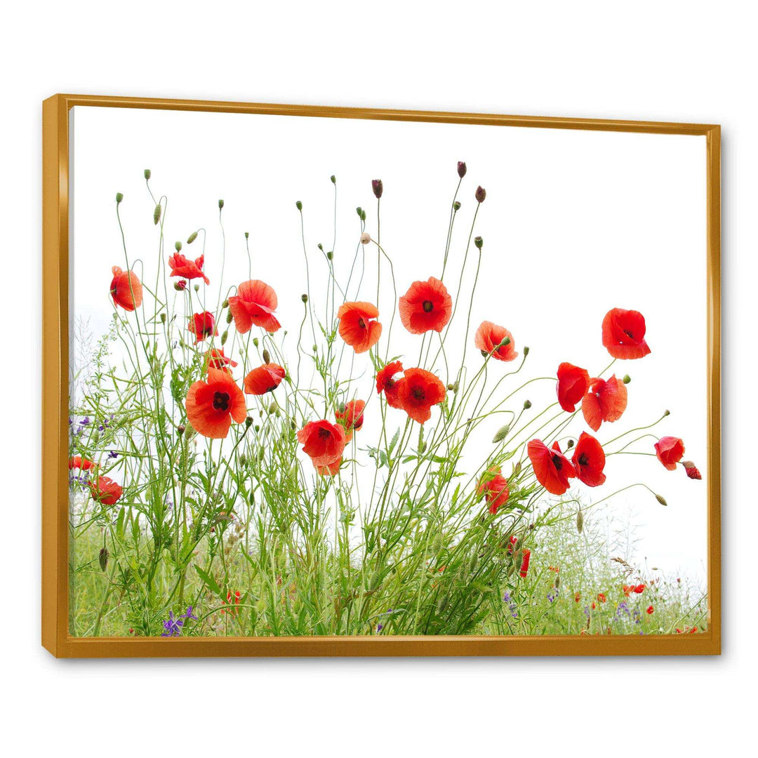 Poppies on White Background