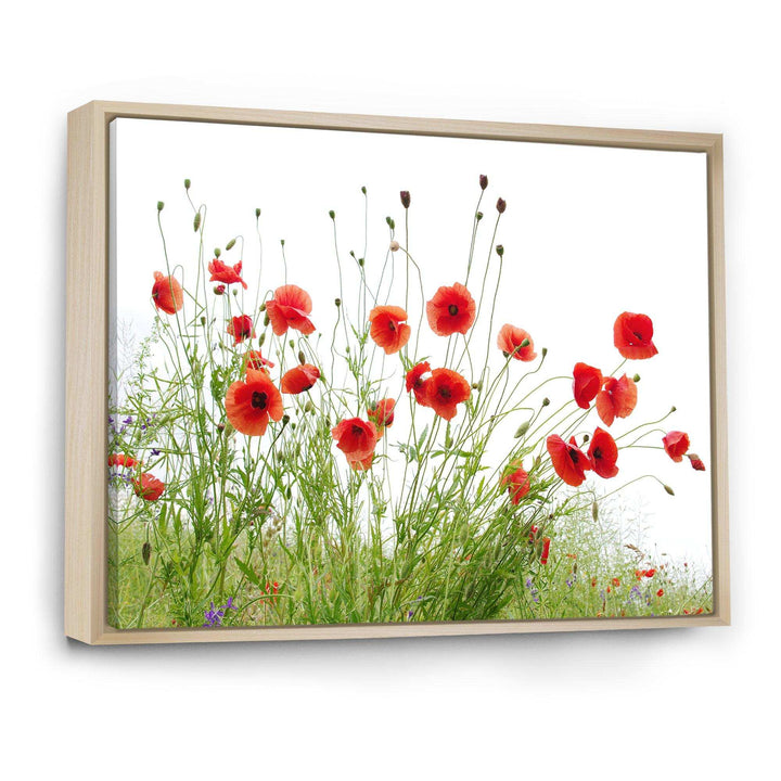 Poppies on White Background