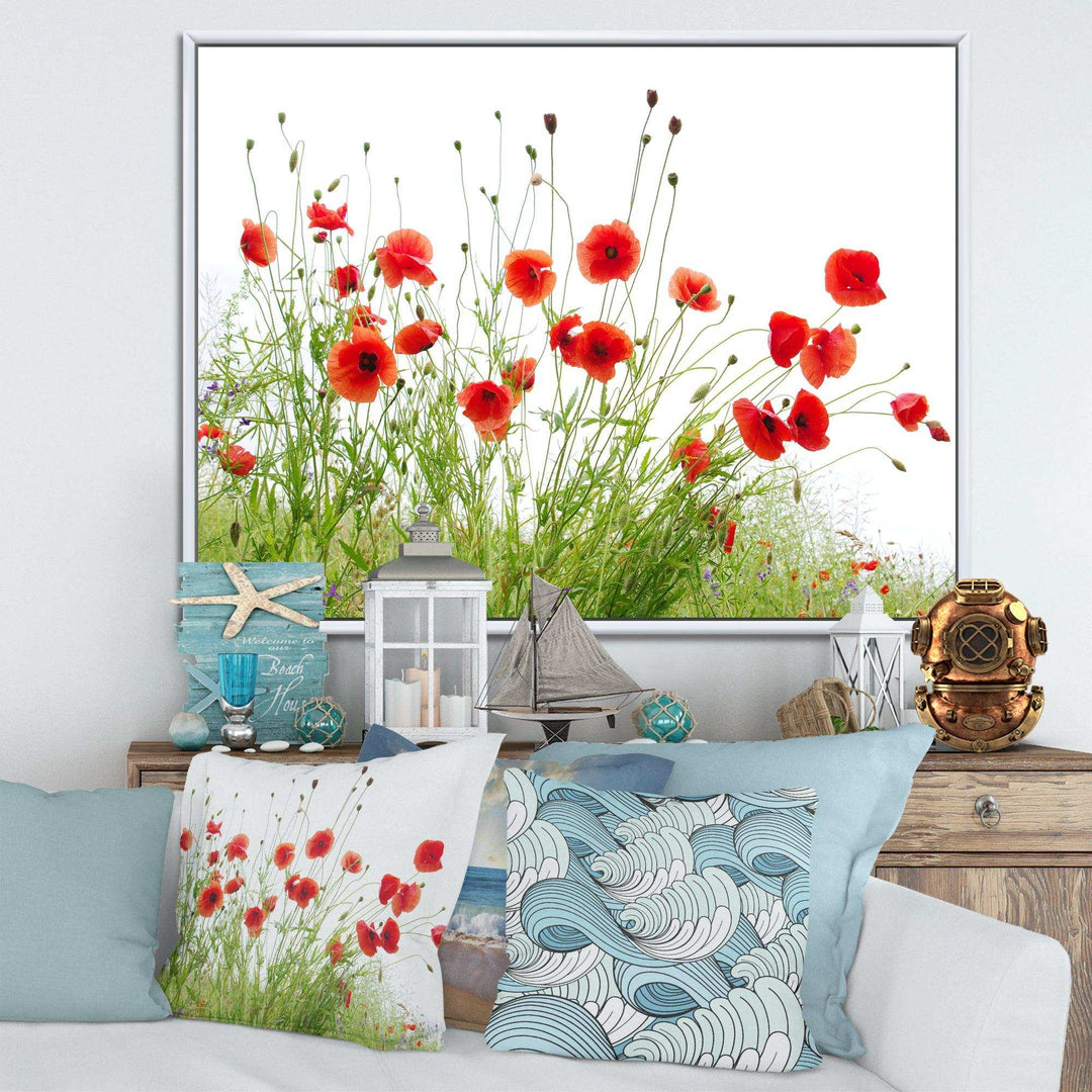 Poppies on White Background