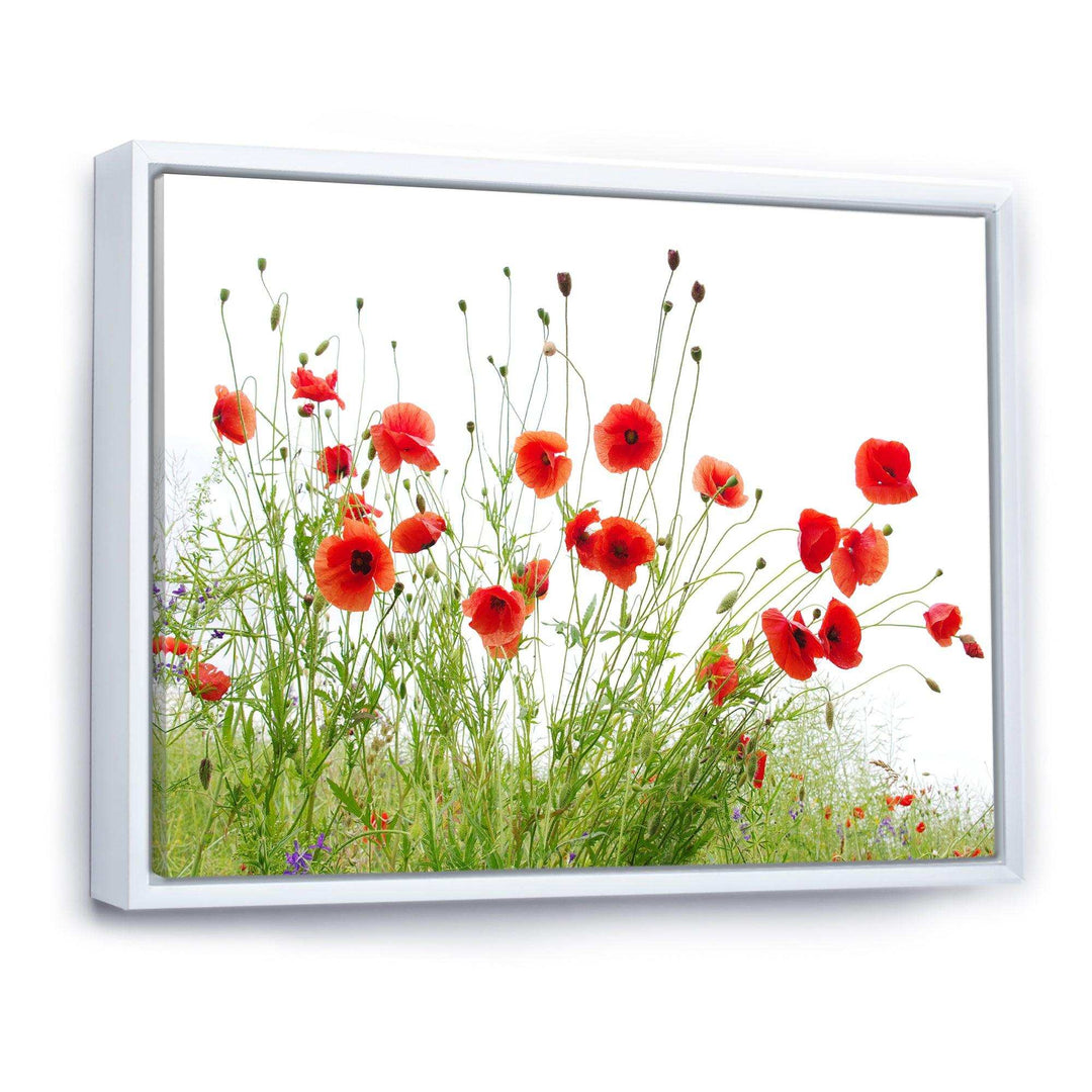Poppies on White Background
