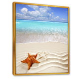 Brown Starfish on Caribbean Beach