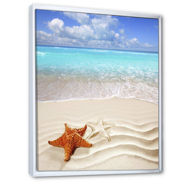 Brown Starfish on Caribbean Beach