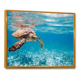 Large Hawksbill Sea Turtle