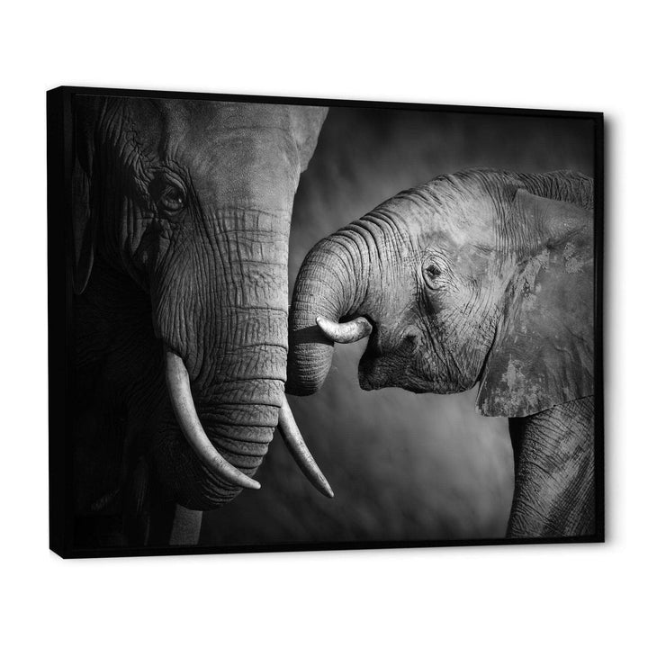 Elephants Showing Affection