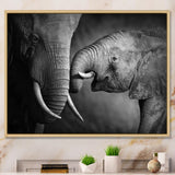 Elephants Showing Affection