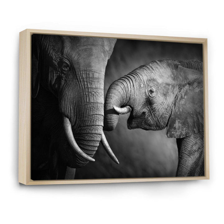 Elephants Showing Affection