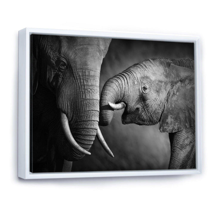 Elephants Showing Affection