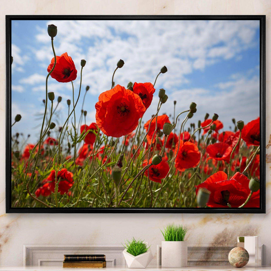 Bright Red Poppy Flowers Photo