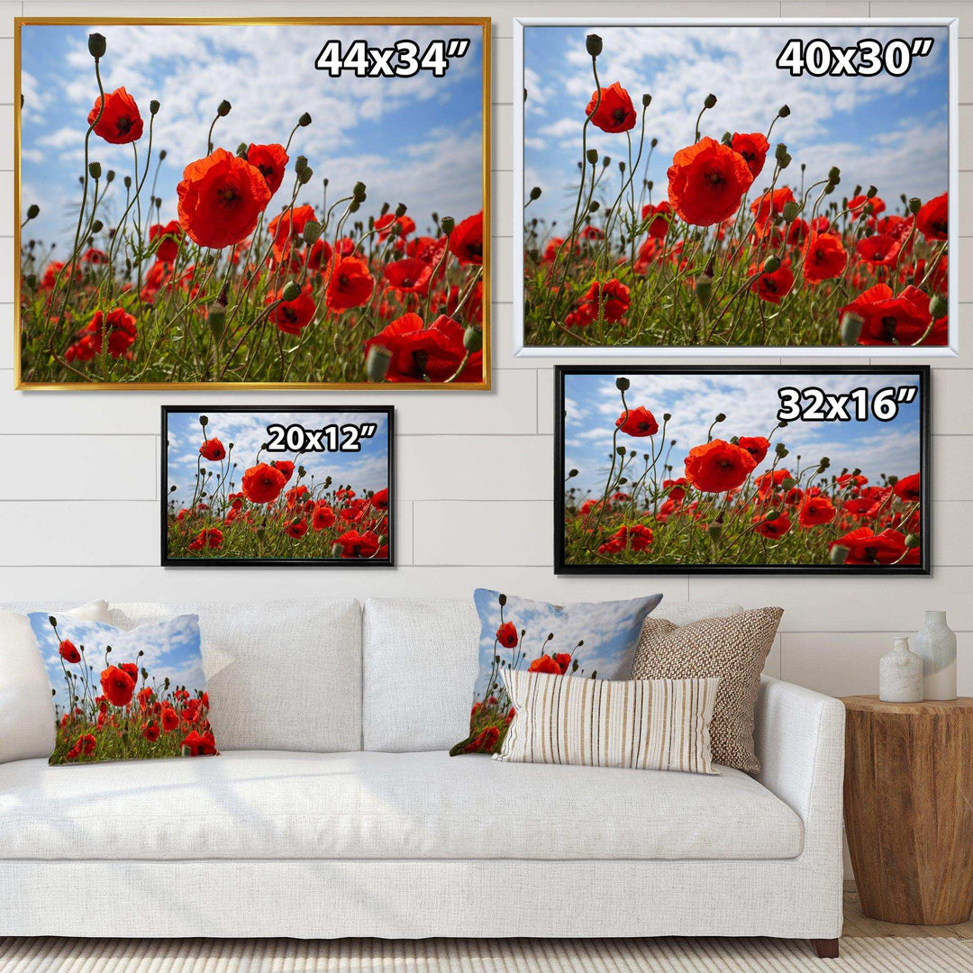 Bright Red Poppy Flowers Photo