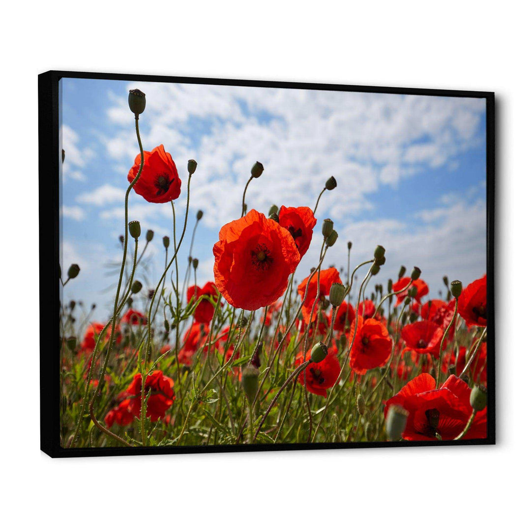 Bright Red Poppy Flowers Photo