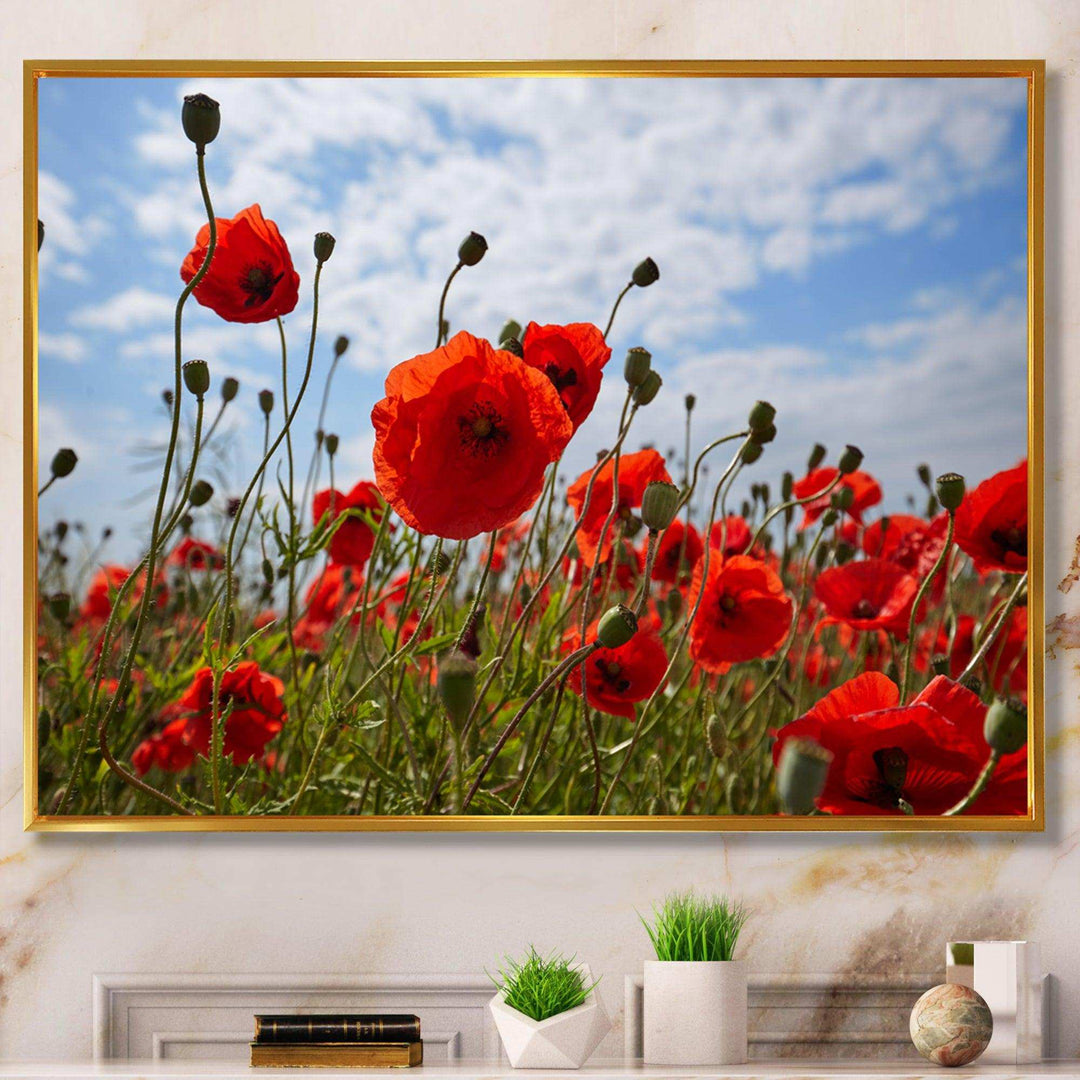 Bright Red Poppy Flowers Photo
