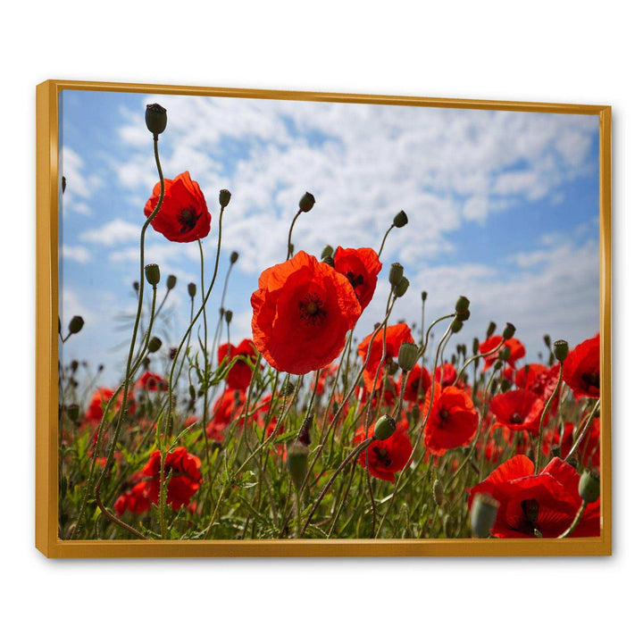 Bright Red Poppy Flowers Photo