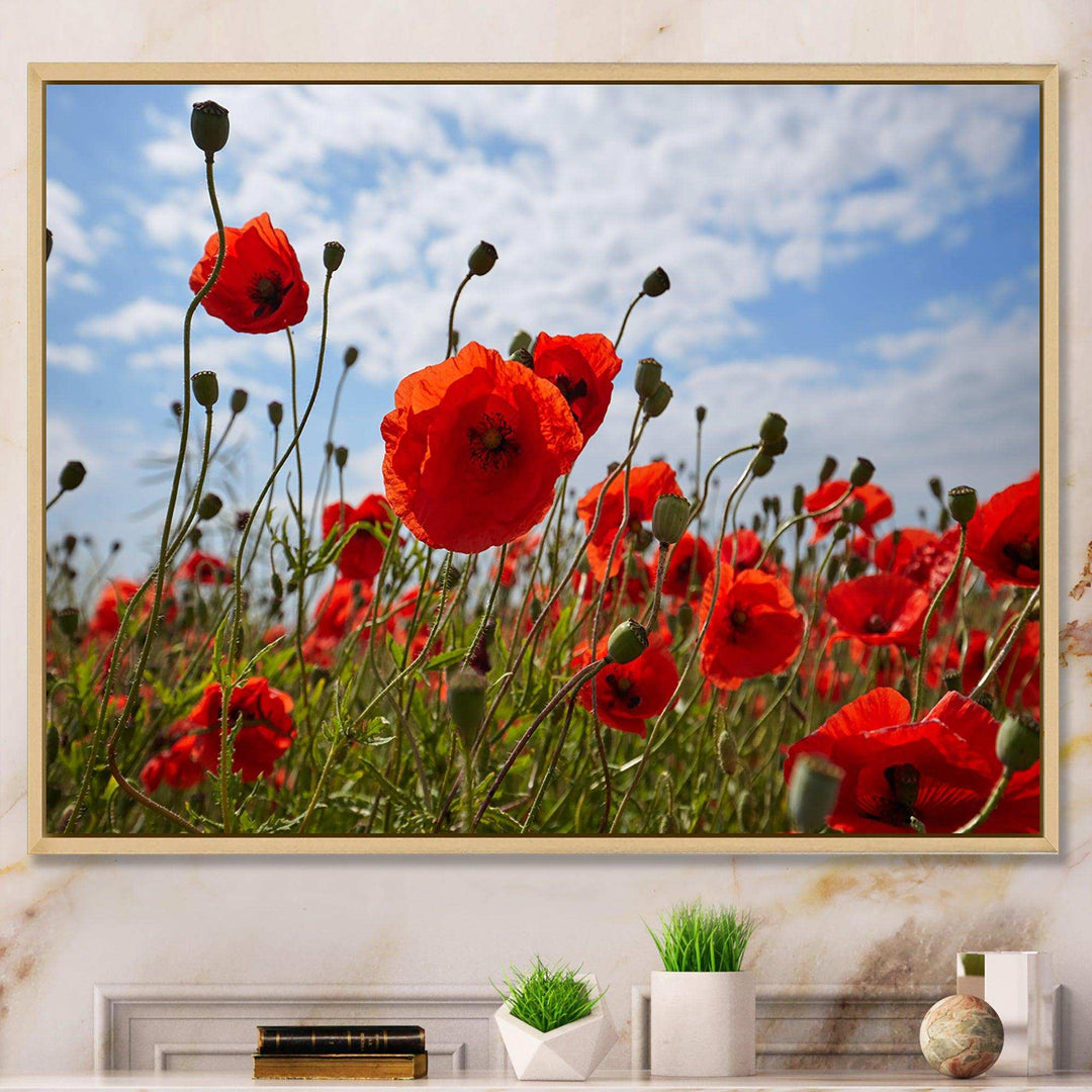 Bright Red Poppy Flowers Photo