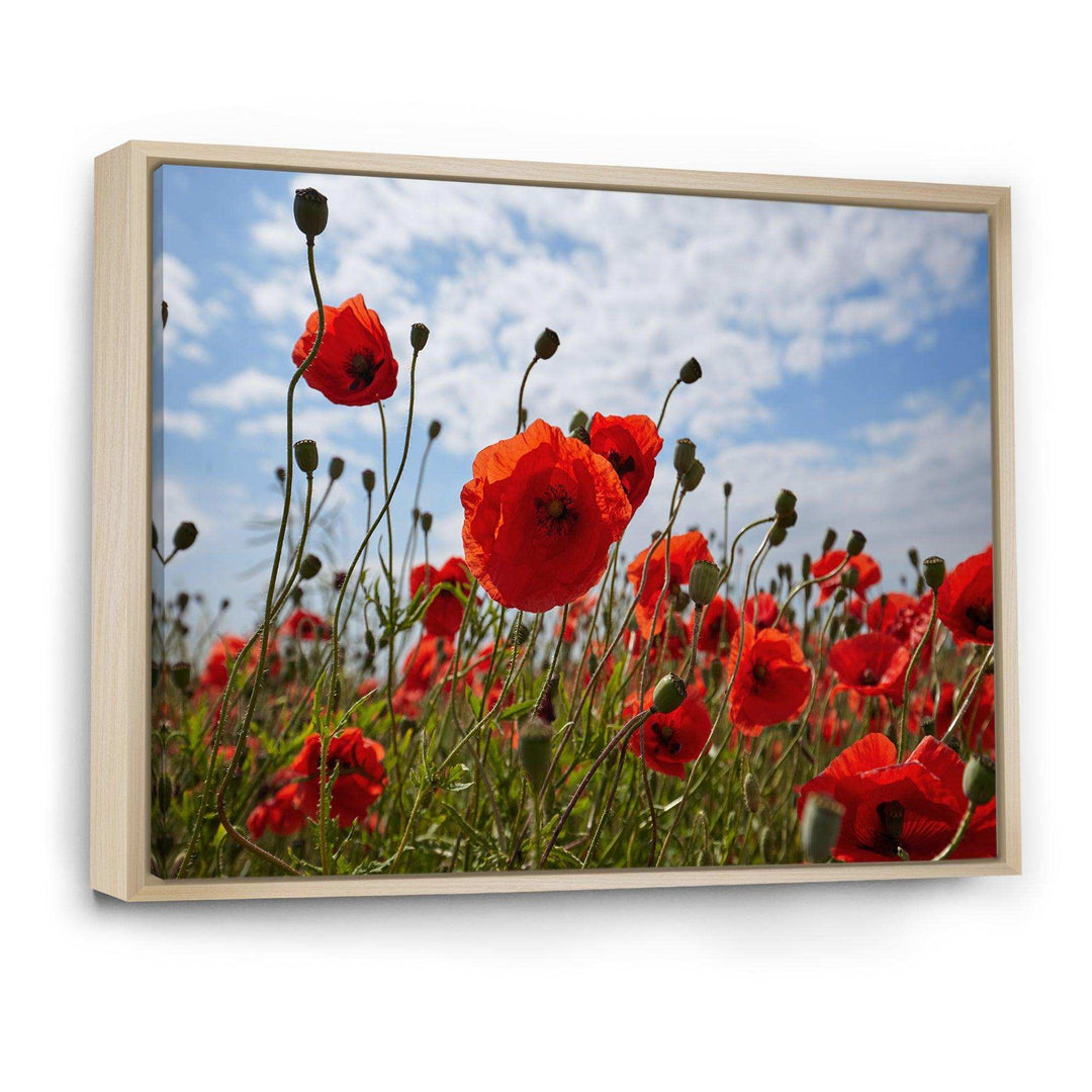 Bright Red Poppy Flowers Photo