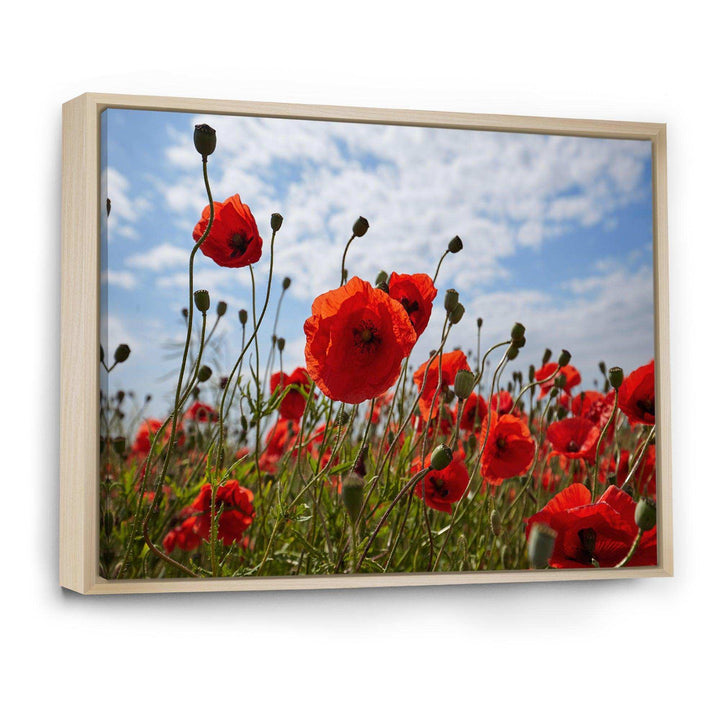 Bright Red Poppy Flowers Photo