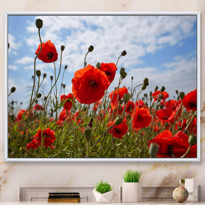 Bright Red Poppy Flowers Photo