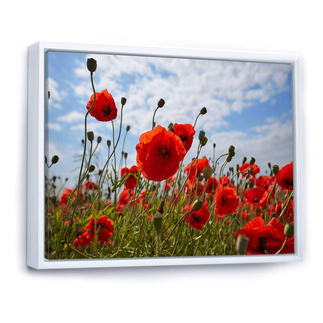 Bright Red Poppy Flowers Photo