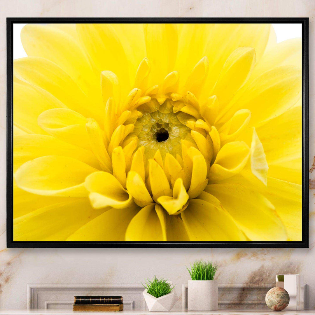 Yellow Chrysanthemum Gold Flower