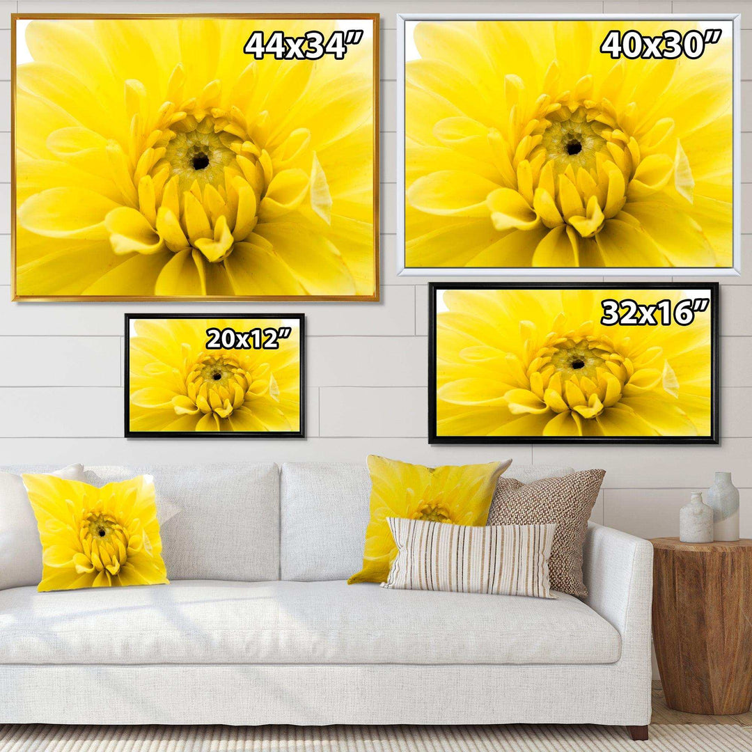 Yellow Chrysanthemum Gold Flower