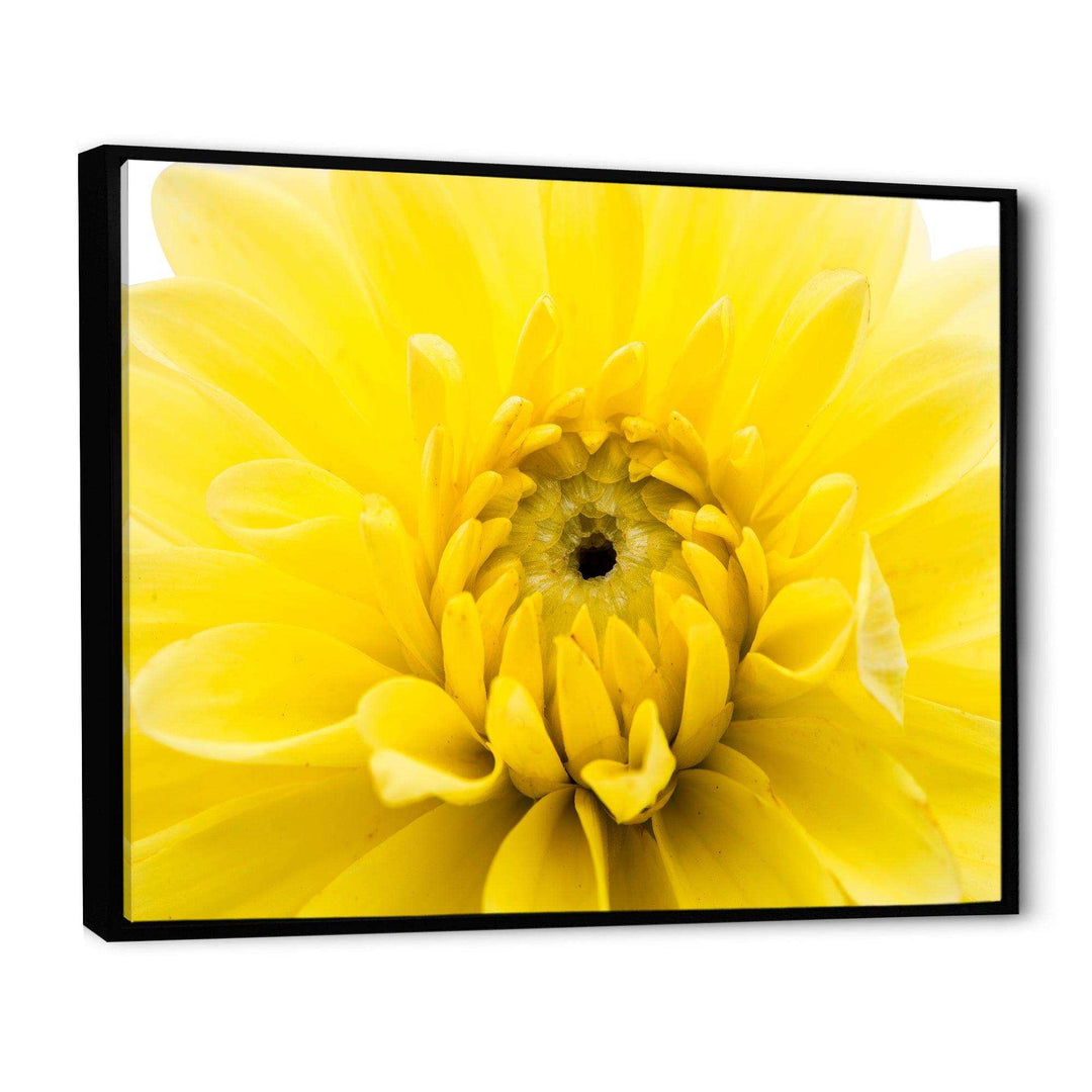 Yellow Chrysanthemum Gold Flower
